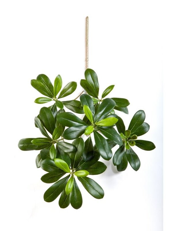 PITTISPORUM MOUNTAIN SPR - 66CM FIRE RESISTANT