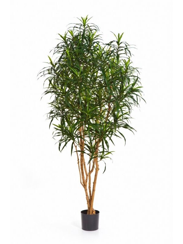 DRACAENA ANITA TREE - 180CM