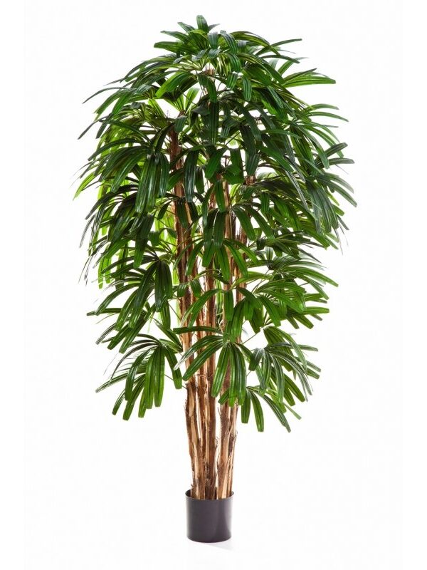 RAPHIS PALM TREE - 210CM